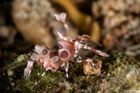 Hymenocera picta (Harlequin Shrimp)