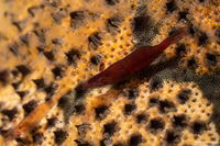 Zenopontonia soror (Sea Star Shrimp)