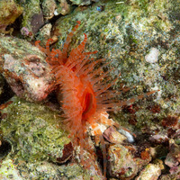 Limaria fragilis (Fragile Fileclam)