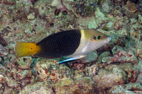 Hemigymnus melapterus (Blackeye Thicklip)