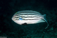 Genicanthus lamarck (Blackstriped Angelfish)