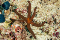 Echinaster luzonicus (Luzon Sea Star)
