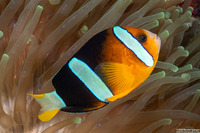 Amphiprion clarkii (Clark's Anemonefish)