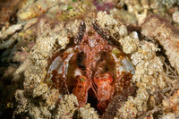 Lysiosquilla lisa (Lisa's Mantis Shrimp)