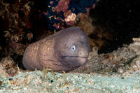 Gymnothorax thyrsoideus (White-Eyed Moray)