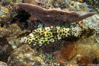 Aluterus scriptus (Scrawled Filefish)
