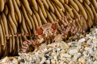 Lybia tesselata (Mosaic Boxer Crab)