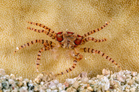 Lybia tesselata (Mosaic Boxer Crab)