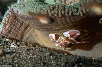 Neopetrolisthes maculatus (Spotted Porcelain Crab)