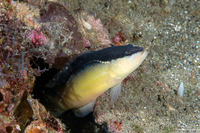 Pseudochromis perspicillatus (Blackstripe Dottyback)