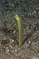 Heteroconger taylori (Taylor's Garden Eel)