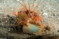 Parapterois heterura (Gurnard Lionfish)