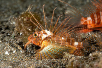Parapterois heterura (Gurnard Lionfish)