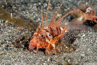 Parapterois heterura (Gurnard Lionfish)