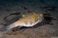 Arothron hispidus (White-Spotted Puffer)
