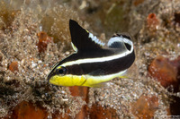 Diagramma pictum (Silver Sweetlips)