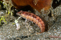 Parapercis snyderi (Blackfin Sandperch)