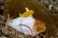 Lubricogobius exiguus (Ornate Goby)
