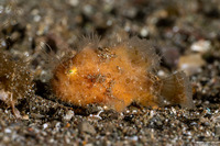 Antennarius striatus (Striated Frogfish)