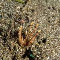 Longibrachium arariensis (Longibrachium Arariensis)