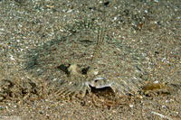Bothus pantherinus (Panther Flounder)
