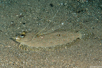 Bothus pantherinus (Panther Flounder)