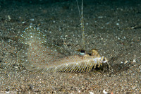 Bothus pantherinus (Panther Flounder)