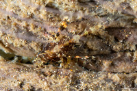 Dendrochirus brachypterus (Shortfin Lionfish)