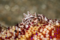 Zebrida adamsii (Zebra Urchin Crab)