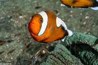 Amphiprion polymnus (Saddleback Anemonefish)