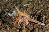Dardanus pedunculatus (Anemone Hermit Crab)