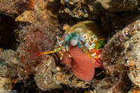 Odontodactylus scyllarus (Peacock Mantis Shrimp)