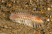 Chloeia amphora (Amphora Fireworm)