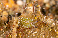 Costasiella kuroshimae (Kuro Sapsucking Slug)