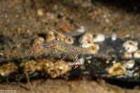 Urocaridella pulchella (Cave Cleaner Shrimp)