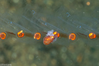 Argonauta hians (Paper Nautilus)