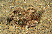 Scorpaenopsis venosa (Raggy Scorpionfish)