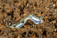 Armina semperi (Semper's Armina)