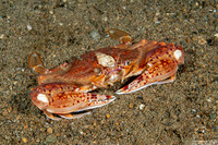 Portunus sp.2 (Portunus sp.2)