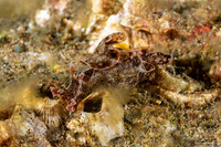 Aplysia parvula (Pygmy Sea Hare)