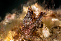 Aplysia parvula (Pygmy Sea Hare)