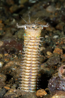 Eunice aphroditois (Bobbit Worm)