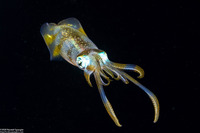 Sepioteuthis lessoniana (Bigfin Reef Squid)