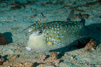 Lactoria cornuta (Longhorn Cowfish)