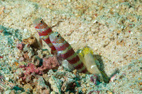 Amblyeleotris wheeleri (Gorgeous Shrimpgoby)
