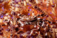 Zebrida adamsii (Zebra Urchin Crab)