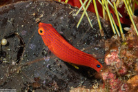 Cirrhilabrus lubbocki (Yellowback Fairy Wrasse)