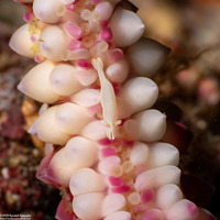 Zenopontonia soror (Sea Star Shrimp)