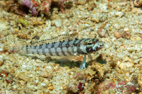 Parapercis tetracantha (Reticulated Sandperch)