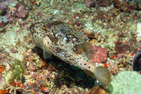 Diodon holocanthus (Longspine Porcupinefish)